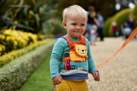 LittleLife Szelki bezpieczeństwa - Lew