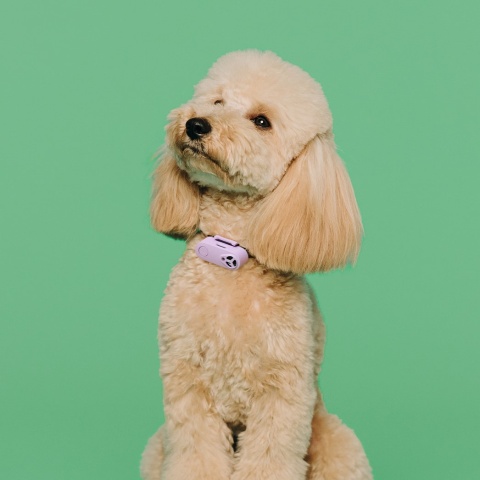 Odstraszacz kleszczy dla psów i kotów - kolor fioletowy - Tickless