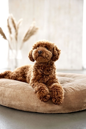 PALOPA Okrągłe legowisko donut dla psa Fippa humus S