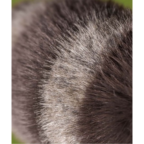 Pluszak Szop Jellycat Trixiwoo - materiał i kolor